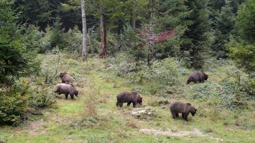La UE ha concedido otro Life a la FOP: «Viviendo en Natura 2000 y viviendo con osos en dos pequeñas subpoblaciones amenazadas»
