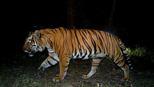 El Parque Nacional Real de Manas (Bután) ha duplicado su número de tigres en seis años