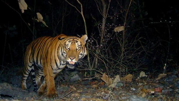 El Parque Nacional Real de Manas duplica su población de tigre en seis años