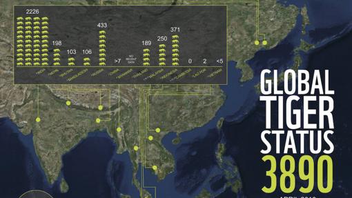 Trece países se han comprometido a duplicar la población de tigre para el año 2022