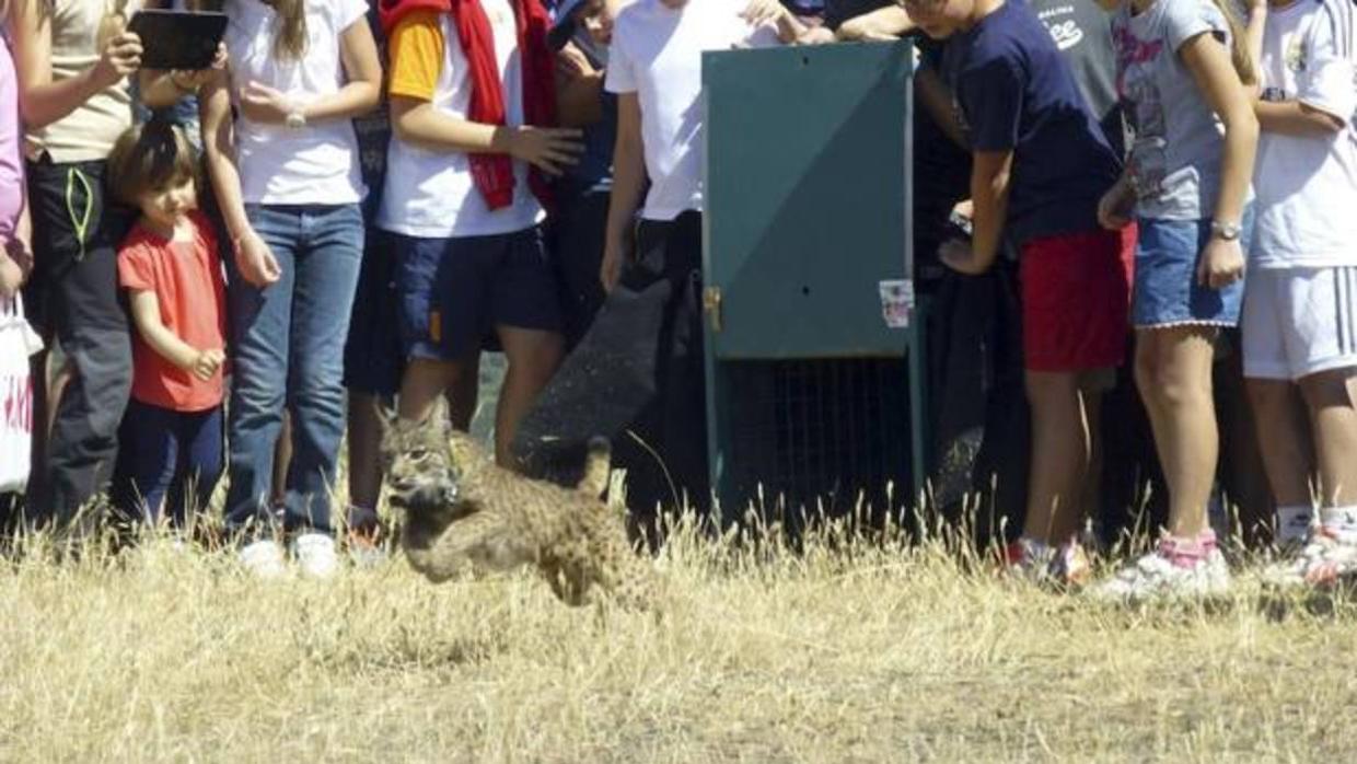 El Zoo de Córdoba contará con una pareja de linces ibéricos a partir de febrero