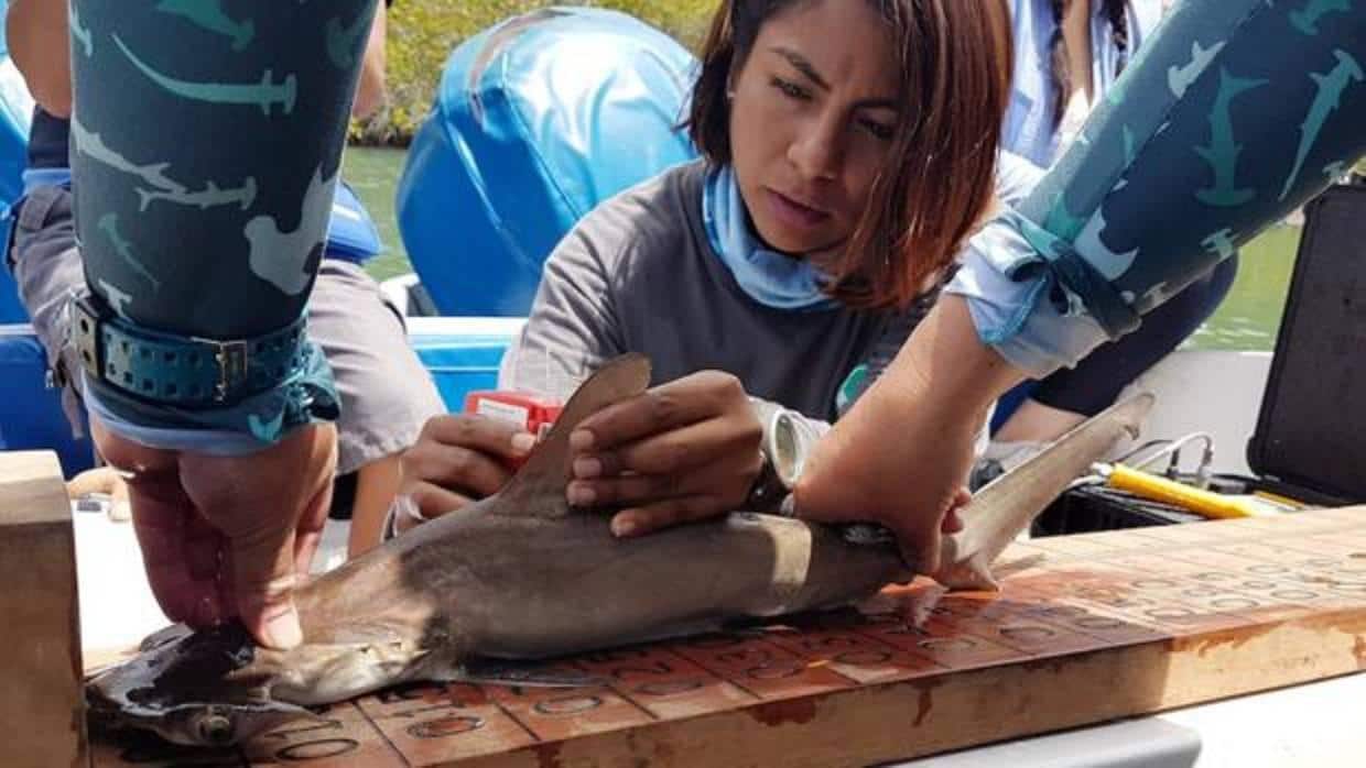 Descubren el primer sitio de crianza de tiburones martillo en las Islas Galápagos