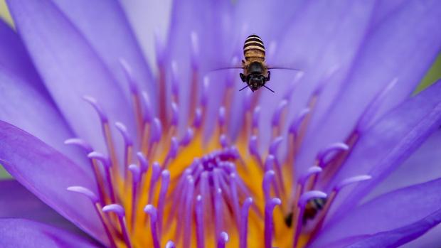 El enorme y olvidado valor de los insectos