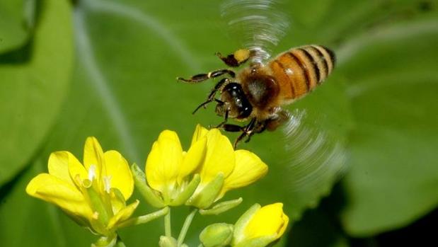 Las abejas están expuestas a los insecticidas incluso cuando se utilizan dentro de los invernaderos