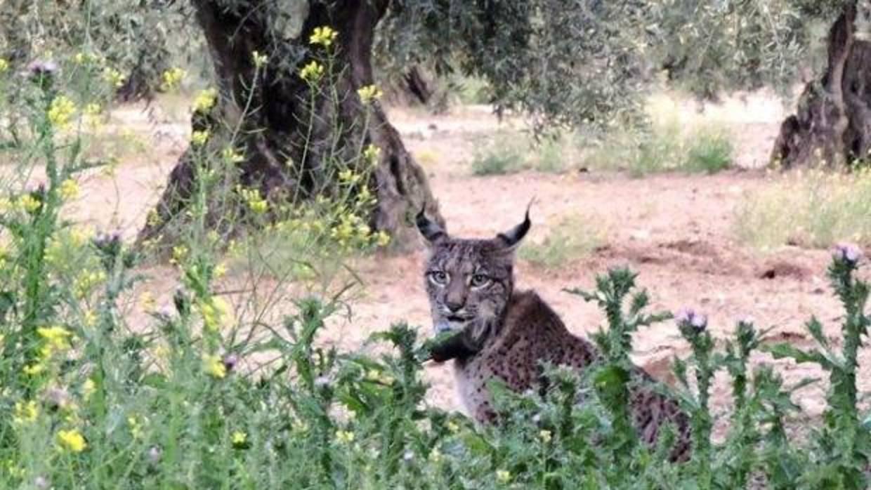 El lince habría sido puesto a la venta por 1.500 euros en un portal de internet