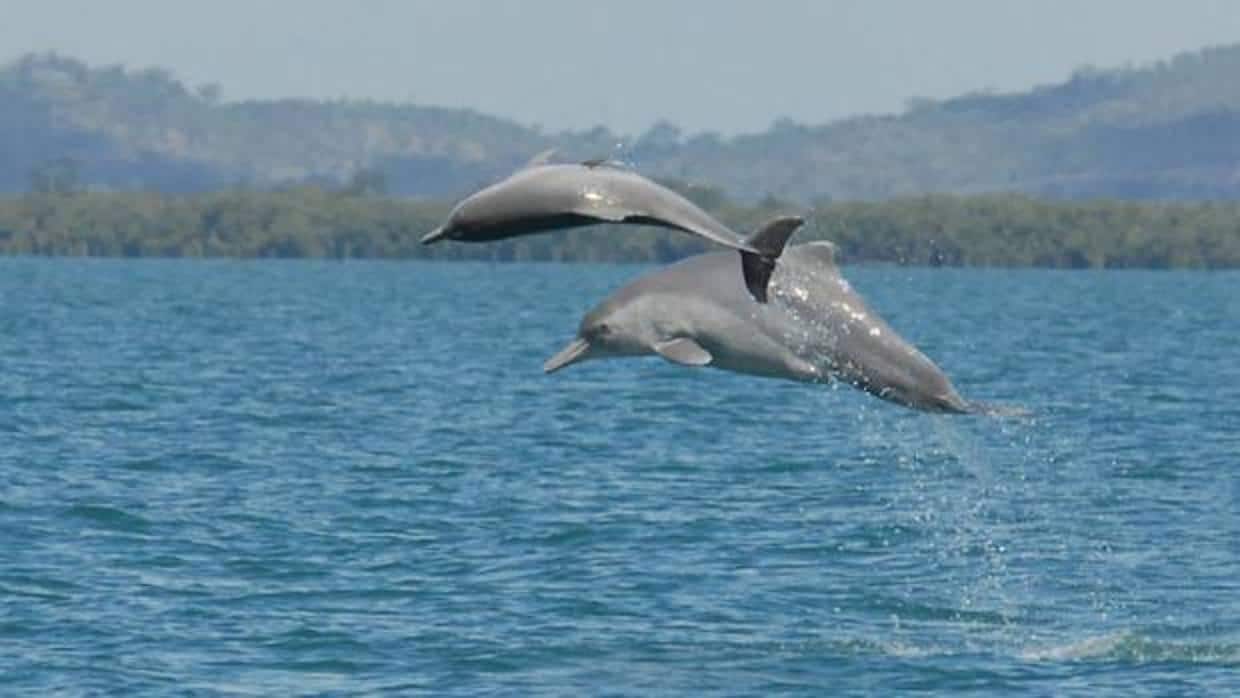 Elevan la categoría de amenaza del delfín jorobado del Atlántico a «En Peligro Crítico» de extinción