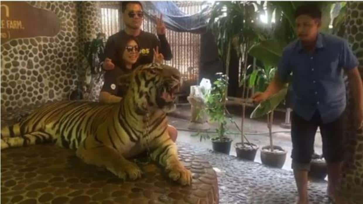 Acusan a un zoo de Tailandia de maltratar a un tigre para que luzca más fiero en los selfies