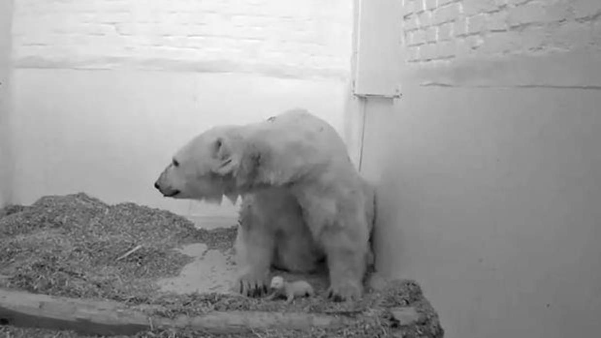 Muere una cría de oso polar de 26 días en el zoo de Berlín