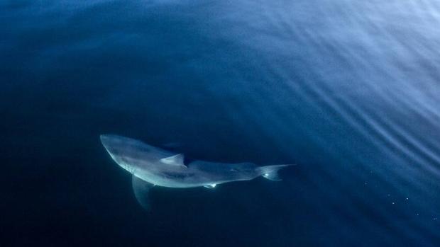 «Miss Costa», un enorme tiburón blanco con cuenta de Twitter, de visita por Florida