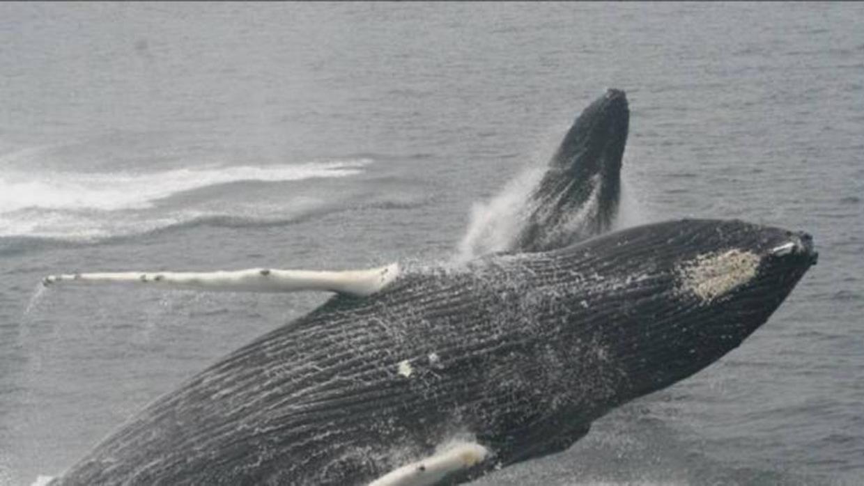 Una ballena protege a una buceadora de un tiburón