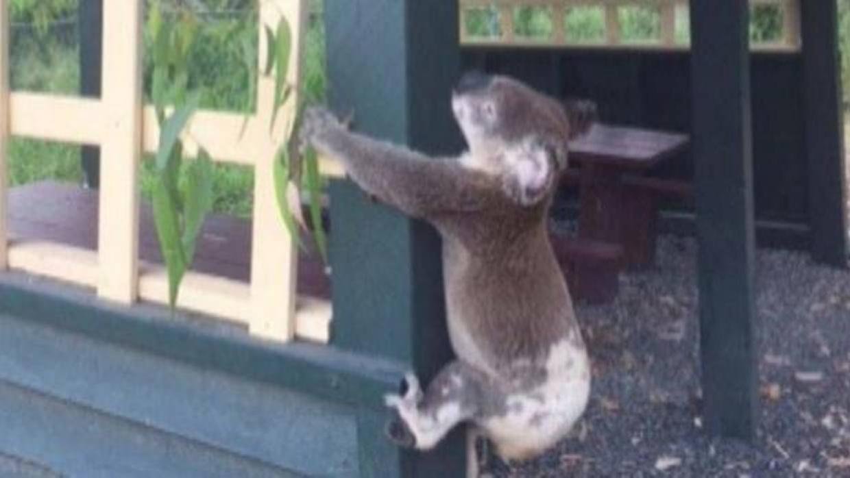 Investigan la muerte de un koala que apareció atornillado a un poste de un mirador en Australia