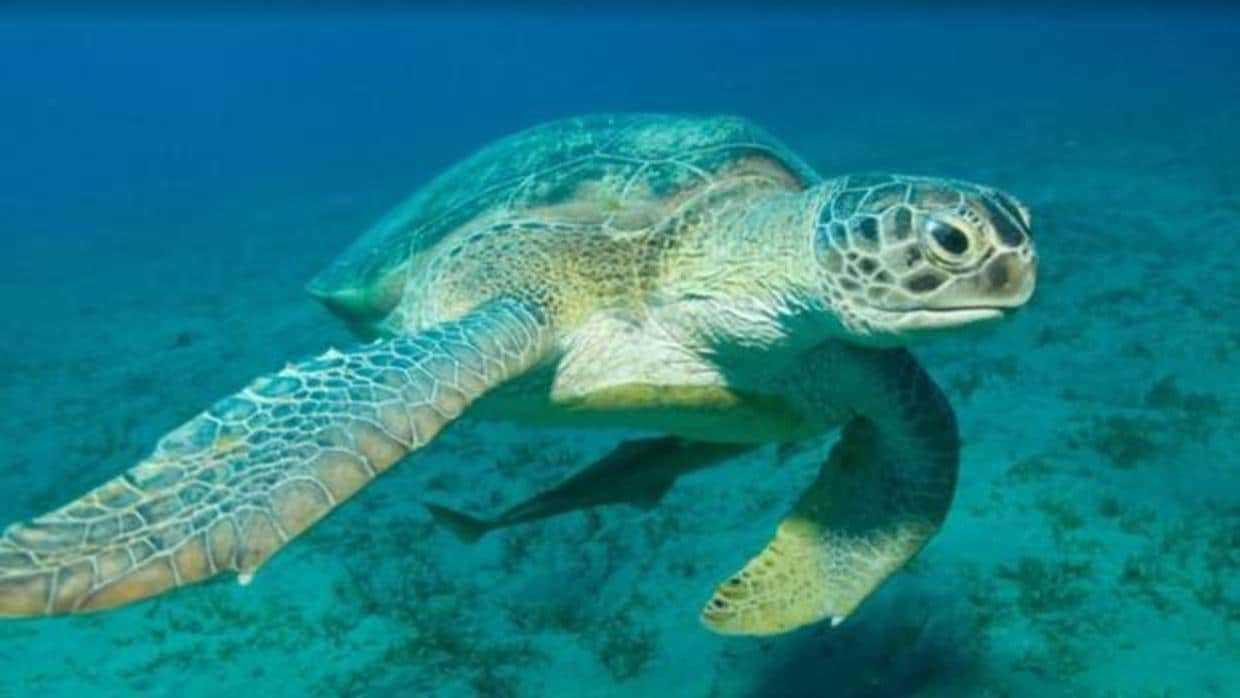 En el norte de la Gran Barrera de Coral solo nacen hembras de tortuga verde