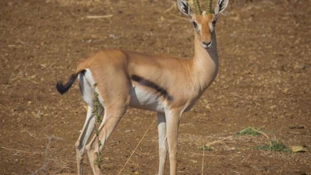 Las guerras afectan al 70% de las áreas protegidas en África