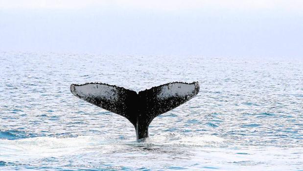 El agua sin oxígeno de los océanos se cuadriplica en 50 años