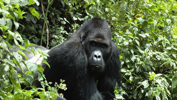 Gorila de montaña: más terreno para prosperar en Ruanda