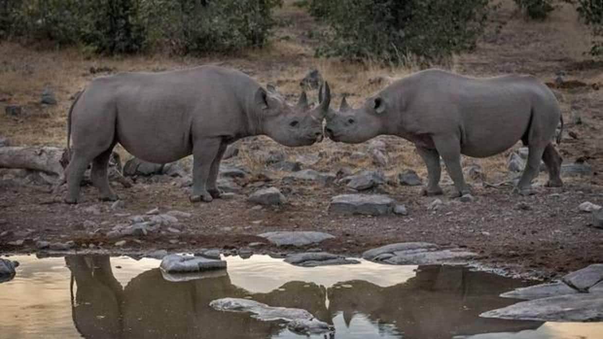 1.028 ejemplares de rinocerontes fueron abatidos ilegalmente en Sudáfrica en 2017