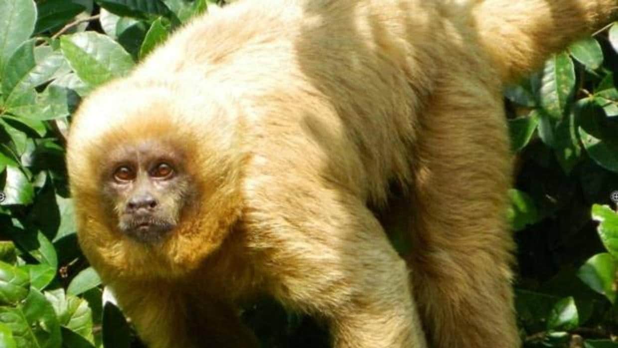Capuchino rubio