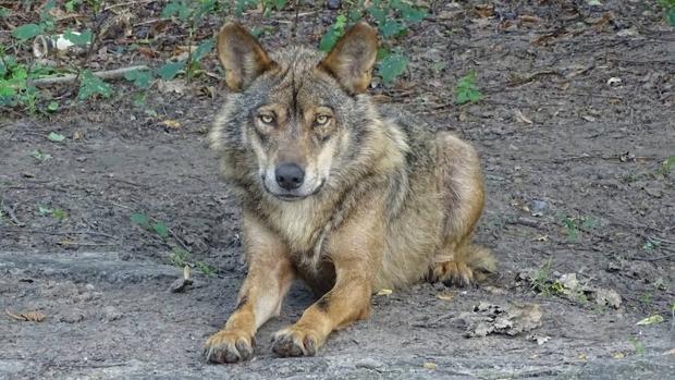 Desarrollan un método más preciso para estimar la población de lobos a escala regional