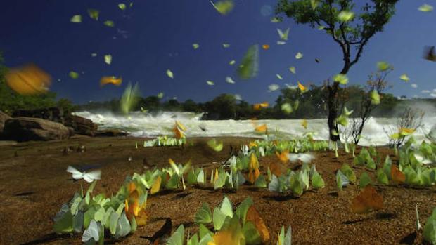 La fauna del Bosque Atlántico desaparece «a un ritmo más rápido del que puede estudiarse»