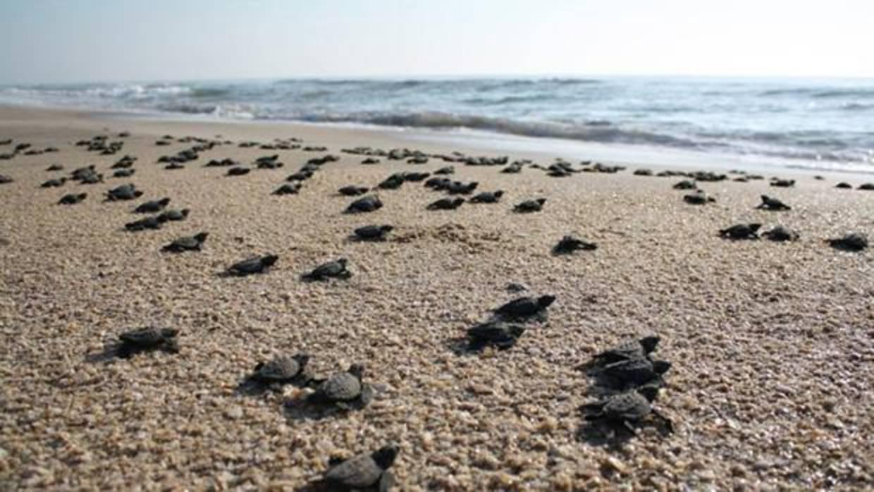 Medio Ambiente destinará más de 11 millones de euros a proyectos de conservación de la biodiversidad