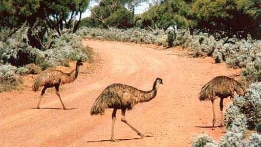 Tres ejemplares de emú