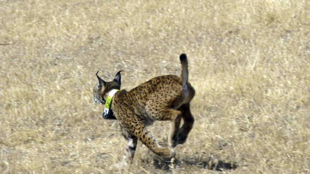 Decálogo para la observación segura y de calidad de linces