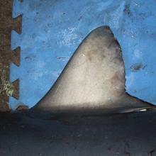 Aleta de tiburón azul
