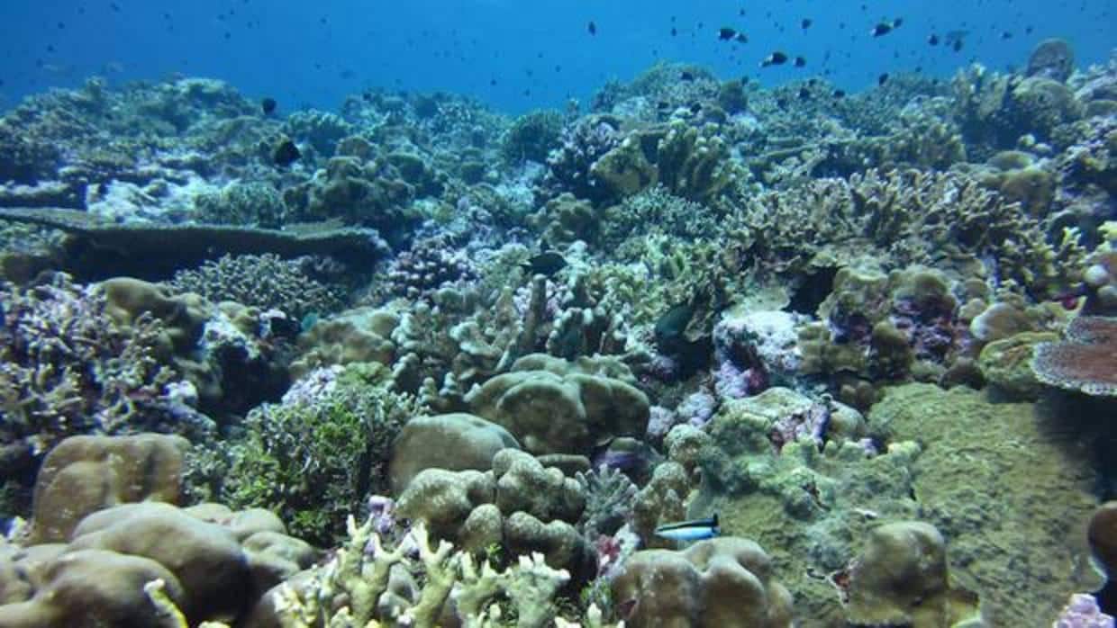 La mayoría de los corales perderá uno de sus componentes básicos en 2050