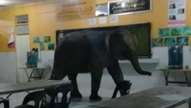 Vídeo: Un elefante irrumpe en una escuela de Malasia obligando a su desalojo