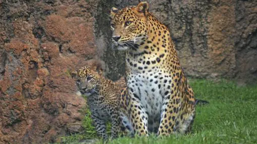 Madre e hijo de leopardo durante el primer día en el bosque ecuatorial