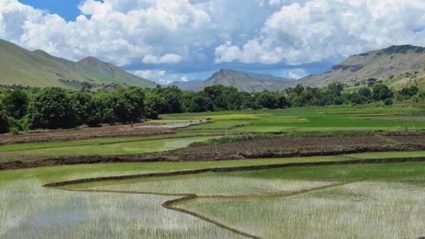 Madagascar: casi la mitad de sus especies de agua dulce están en peligro