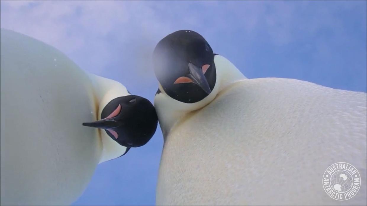 Los pingüinos que encontraron una cámara en la Antártida y se hicieron el «selfie» perfecto