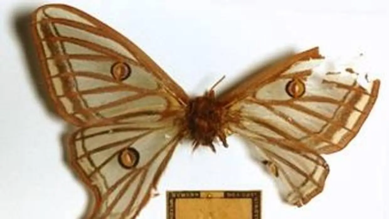 La controvertida historia de la mariposa más bella de Europa