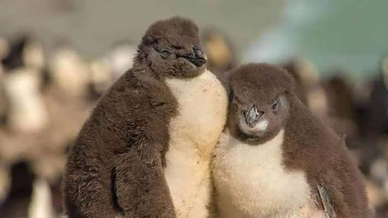 Récord de apadrinamientos de pingüinos de la Antártida: 250.388