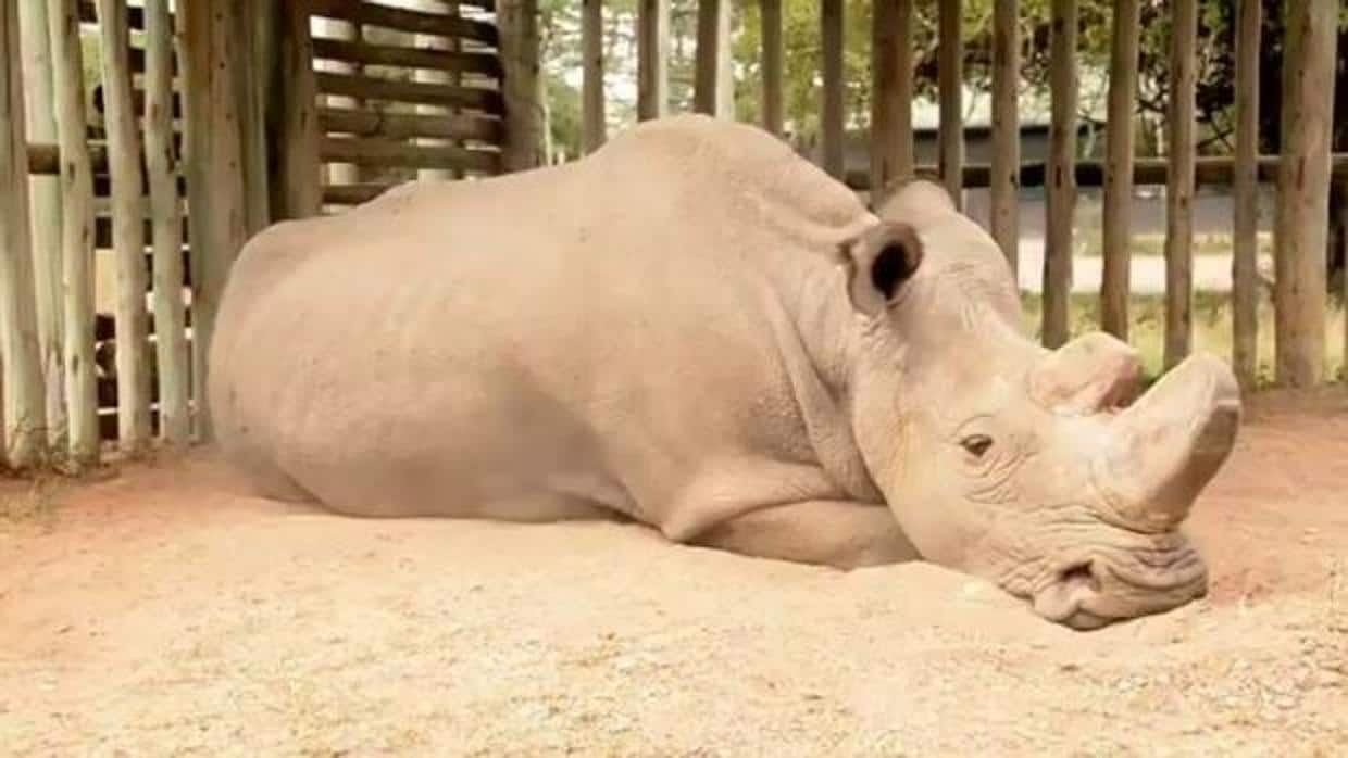 Muere «Sudán», el último macho de rinoceronte blanco del norte