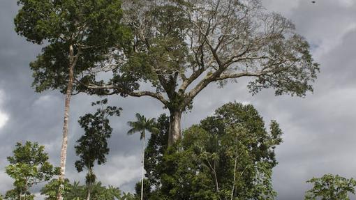 ¿Cuánto CO2 puede absorber cada árbol al año?