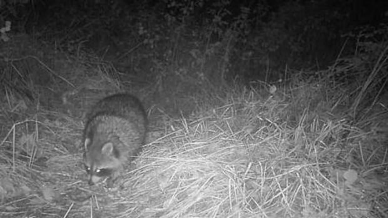 Alertan sobre la necesidad de controlar al mapache en Europa