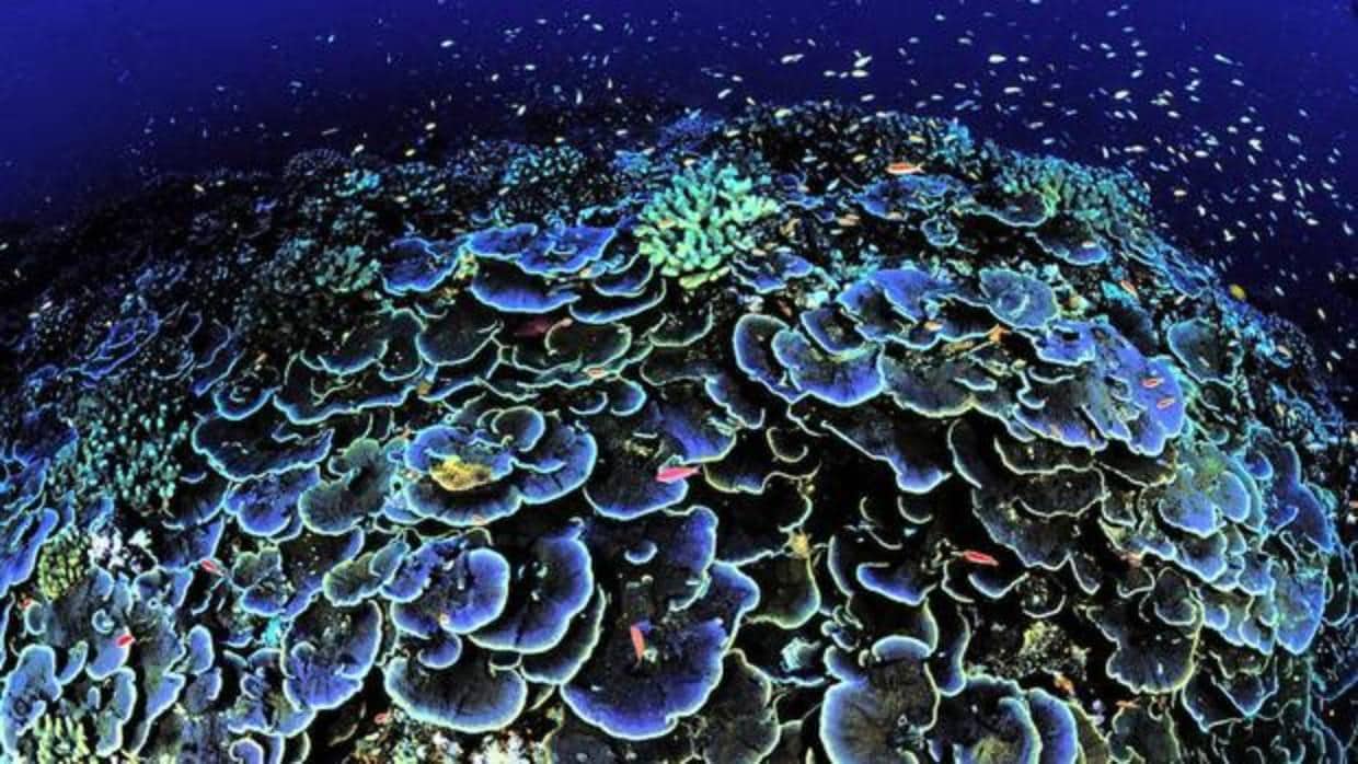 Desarrollan un «escudo solar» para prevenir el blanqueamiento de los corales
