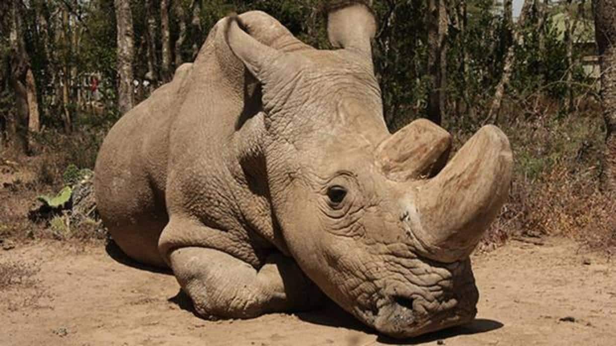 «Sudán», el último macho de rinoceronte blanco del norte murió en Kenia en marzo de 2018