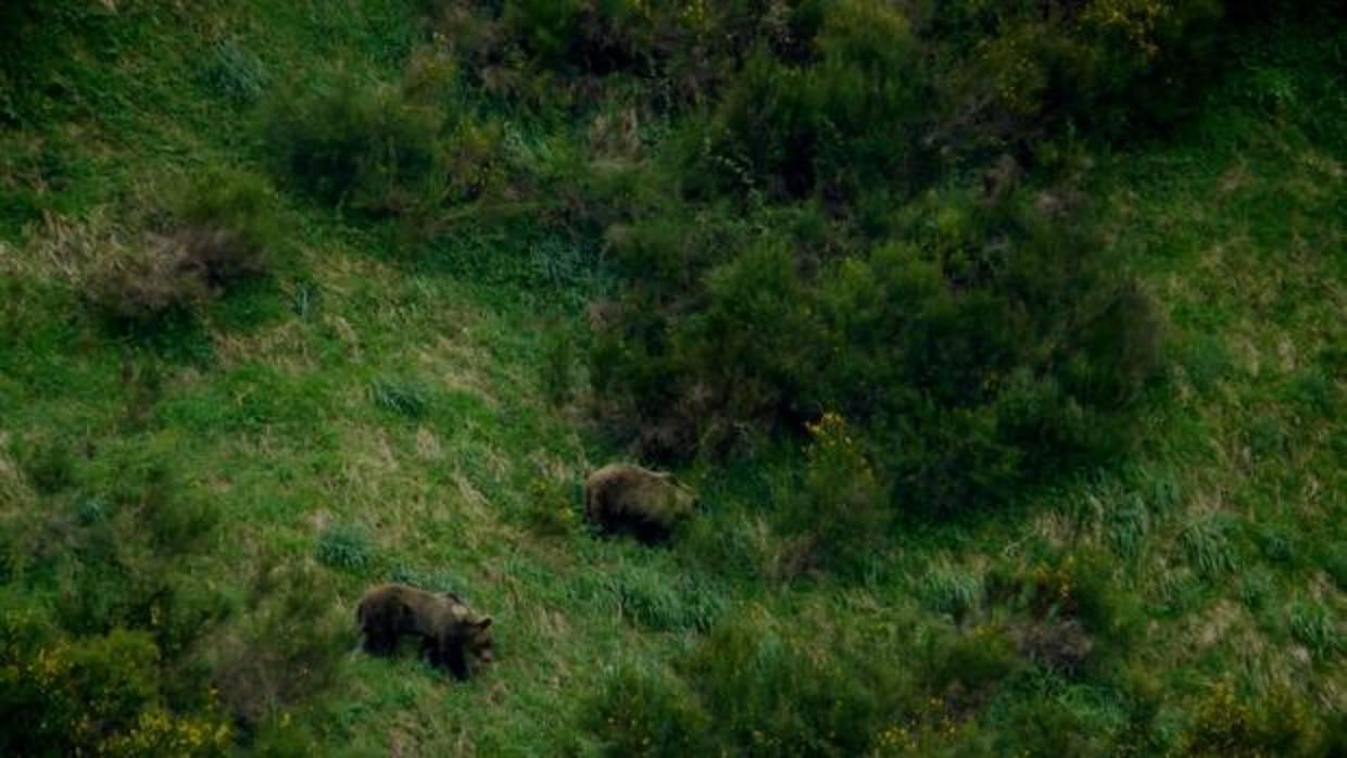 La cordillera Cantábrica podría acoger ya a más de 300 osos