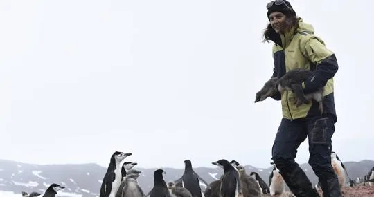 Una colonia de pingüinos de la Antártida