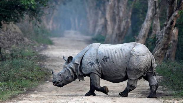 Nepal: cero furtivismo durante un año