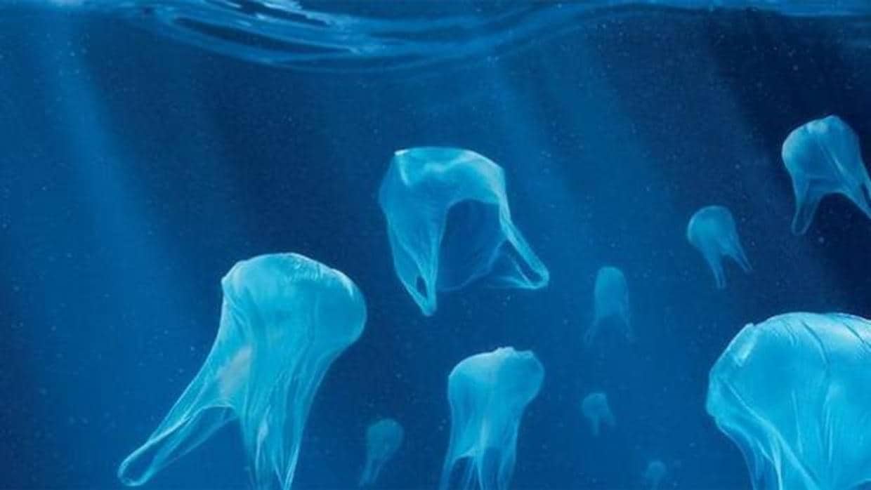 El plástico que flota en el mar libera compuestos orgánicos que estimulan el crecimiento de las bacterias