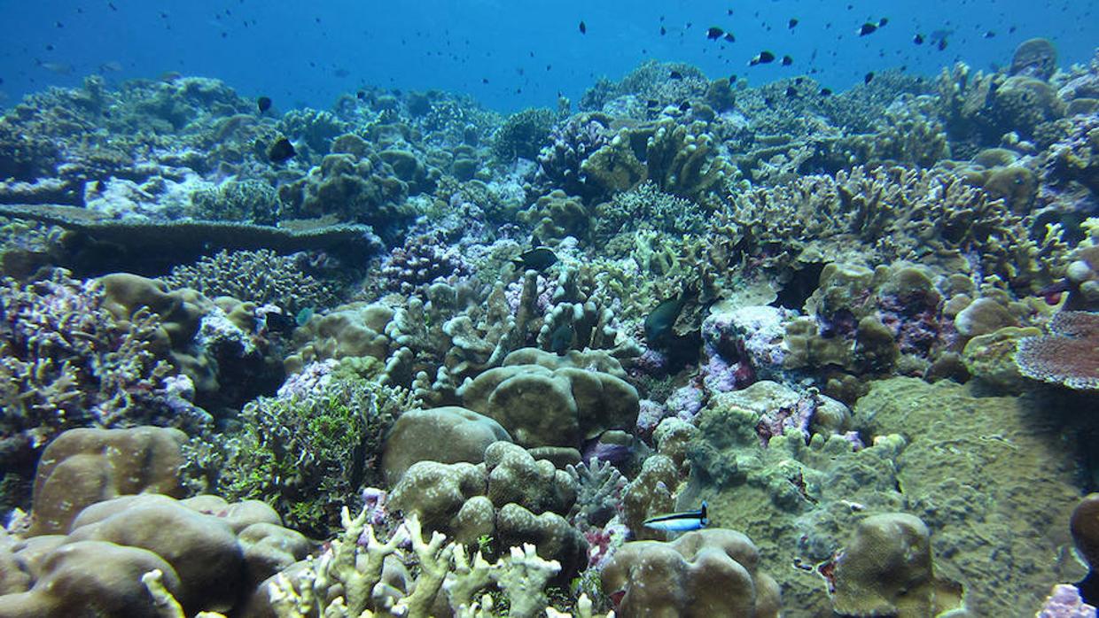 La Gran Barrera de Coral es un arrecife que se extiende a lo largo de unos 2.300 kilómetros al noreste de Australia