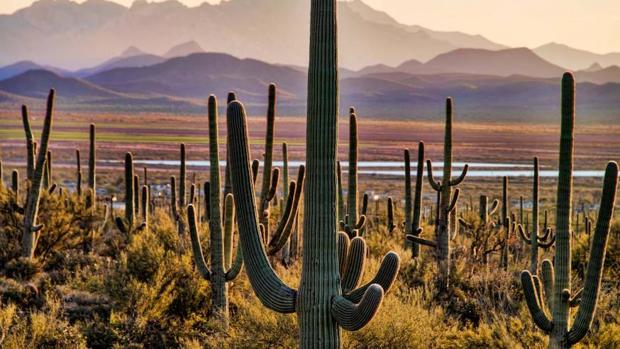 Instalan microchips en los gigantescos cactus de Arizona para prevenir su robo