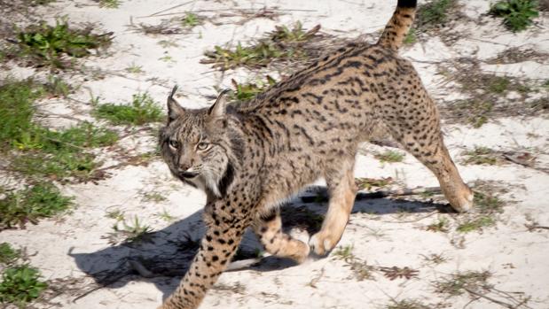 Muere atropellado un lince ibérico en el Alentejo portugués