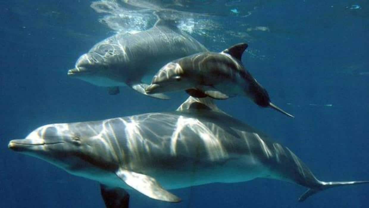 La sobrepesca, responsable del varamiento de cetáceos en el Mediterráneo