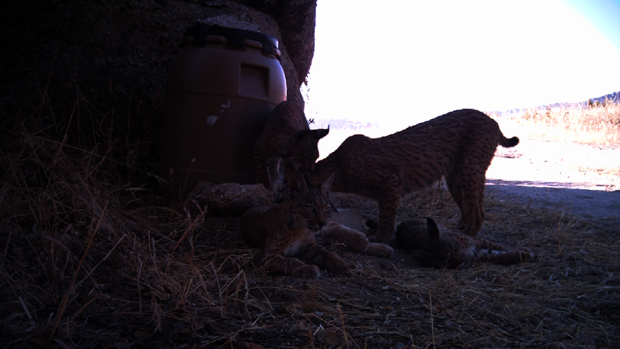 Abuela, madre e hija de lince ocupando territorios aledaños en la Sierra de Andújar