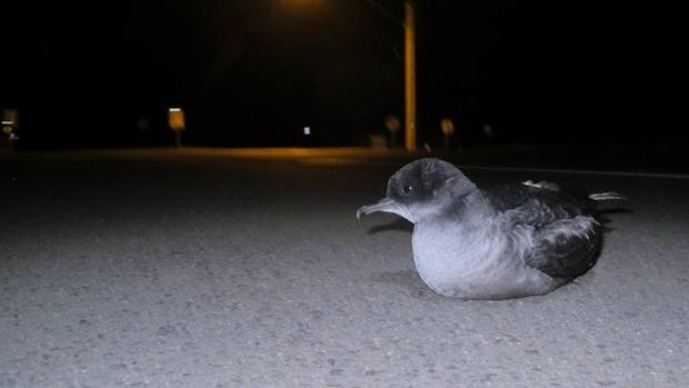 Las luces blancas y azules son las más perniciosas para la vida salvaje