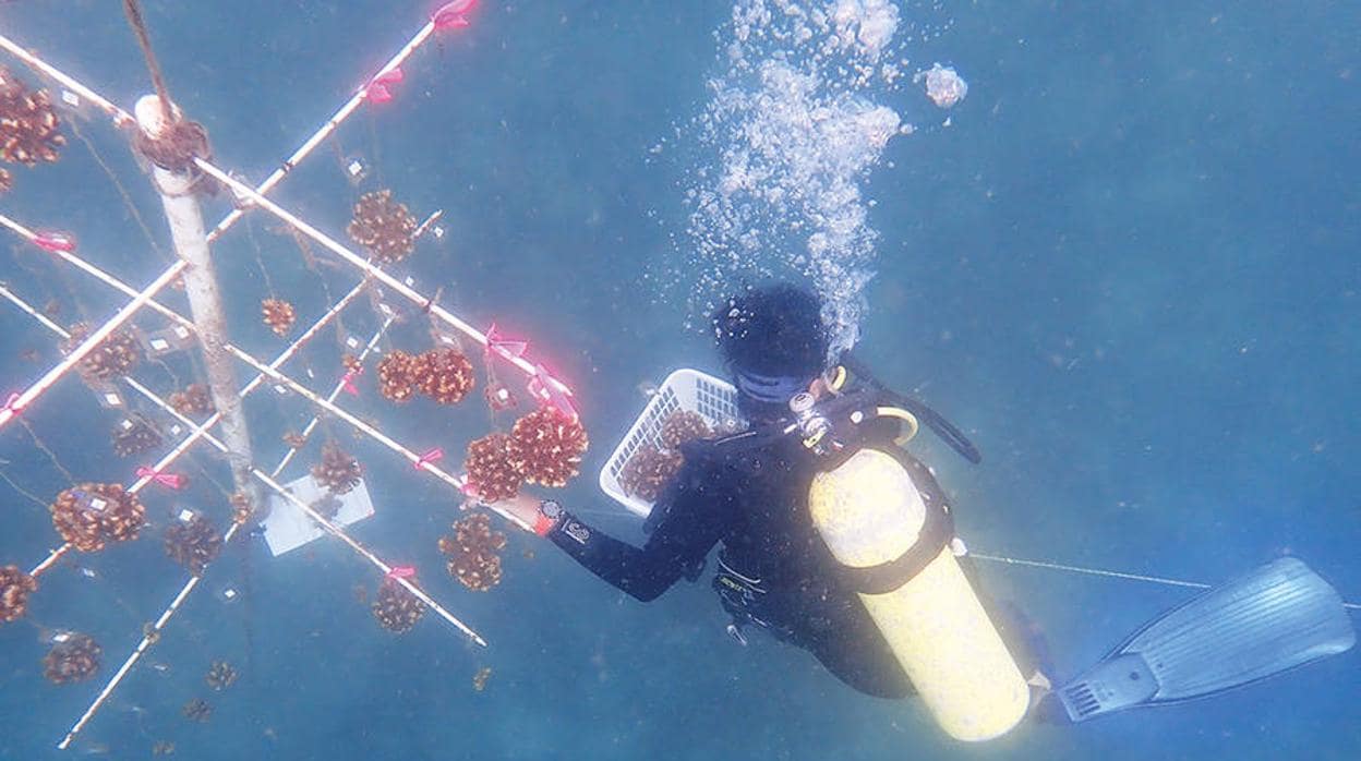 Costa Rica prueba con éxito una pionera técnica para restaurar corales